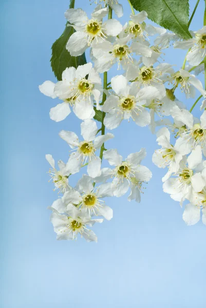 Blumen des Vogelkirschenbaums — Stockfoto