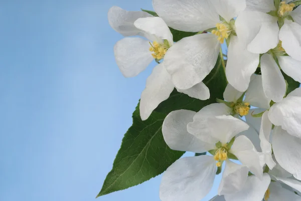 Flowers of apple-tree — Stock Photo, Image