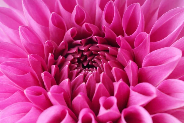 Цветок розового макро георгины — стоковое фото