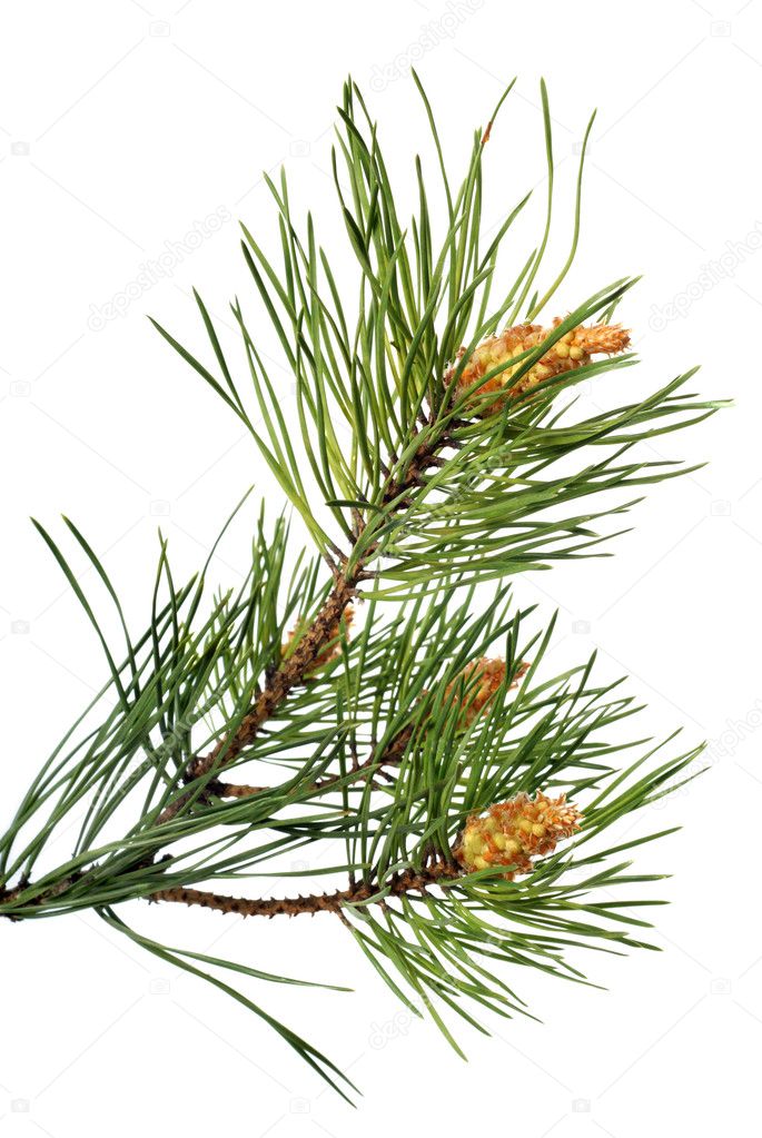Branch of christmas tree