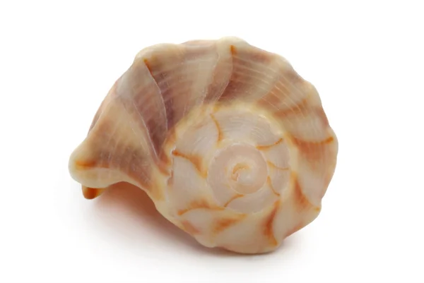 Striped shell — Stock Photo, Image