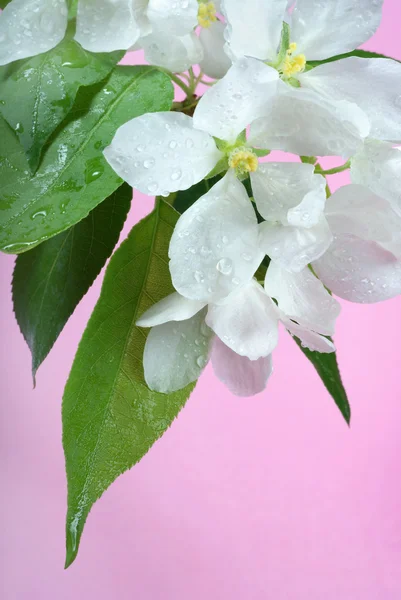 Blumen des Apfelbaumes — Stockfoto