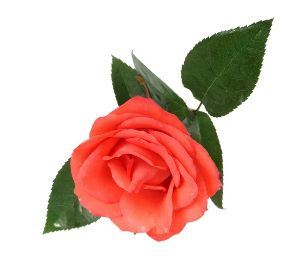Broskvový růže — Stock fotografie