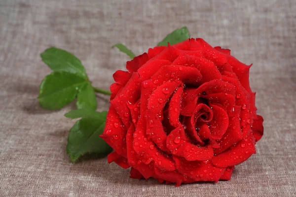 Красная роза с каплями росы — стоковое фото