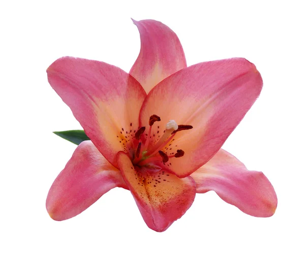 Růžová Lily — Stock fotografie