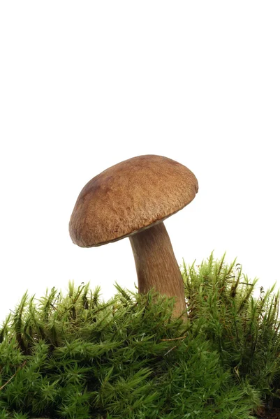 Cogumelo — Fotografia de Stock