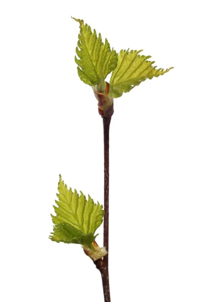 자작나무의 잎 — 스톡 사진