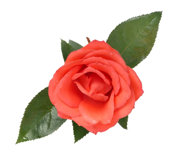 Rosa de melocotón — Foto de Stock