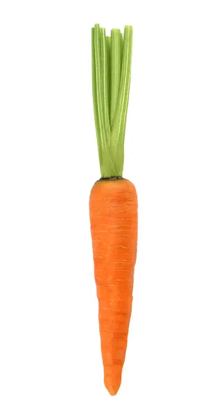Морковь Стоковое Фото
