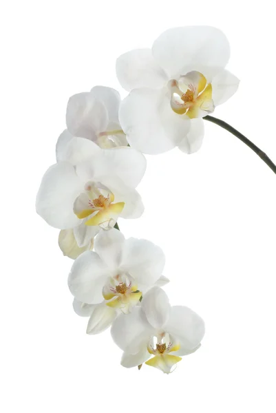 Белая орхидея Лицензионные Стоковые Изображения