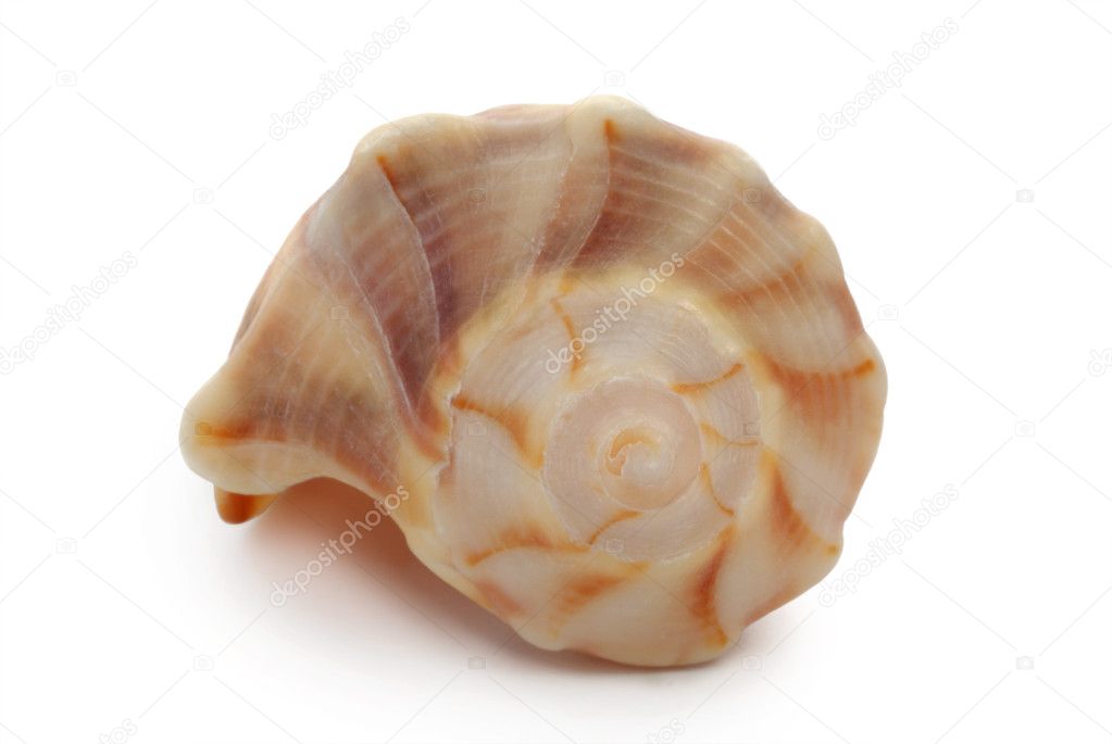 Striped shell