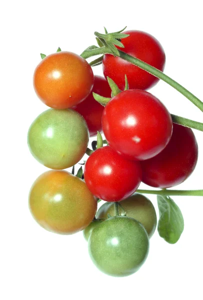 Červená rajčata na bílém pozadí — Stock fotografie