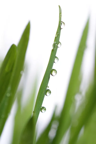 大規模な露の滴で草します。 — ストック写真