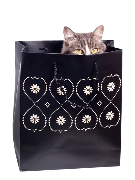 Gato gris peludo en bolsa de papel de regalo — Foto de Stock