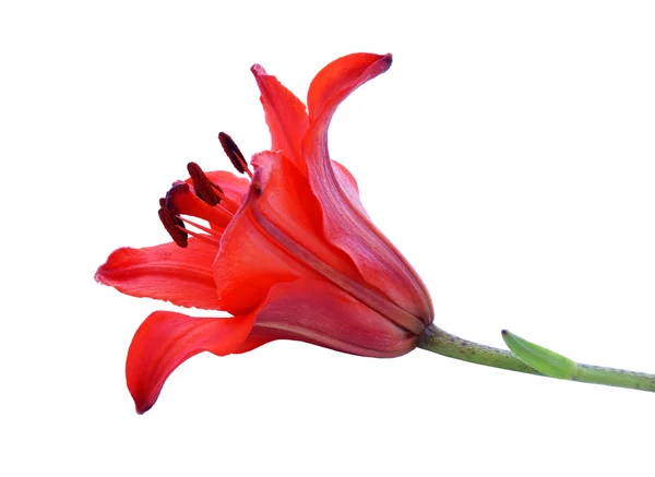 Červená lilie — Stock fotografie