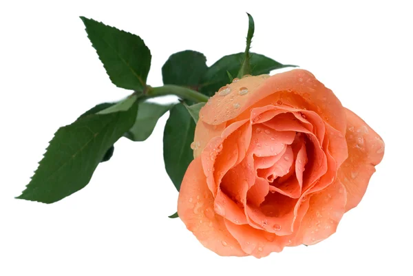 Peach rose — Stockfoto