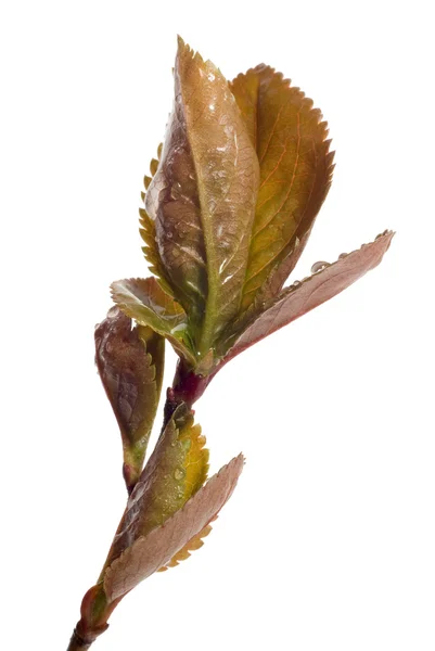 Folhas verdes com gotas de orvalho no bac branco — Fotografia de Stock