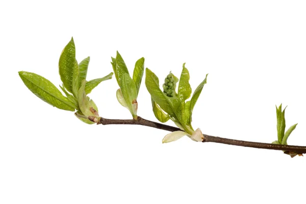 Liść zielony z Czeremcha — Zdjęcie stockowe