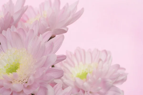 粉红色的背景上的粉红菊花 — 图库照片