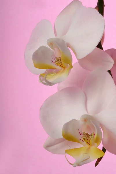 Bílá orchidej na růžovém pozadí — Stock fotografie