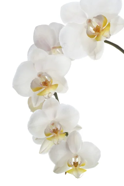 Weiße Orchidee lizenzfreie Stockbilder