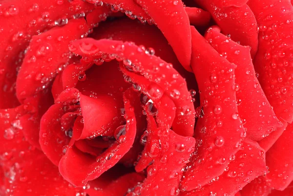 Červená růže s kapkami rosy — Stock fotografie