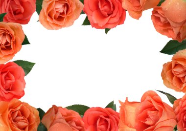 Framework from roses with dew drops clipart