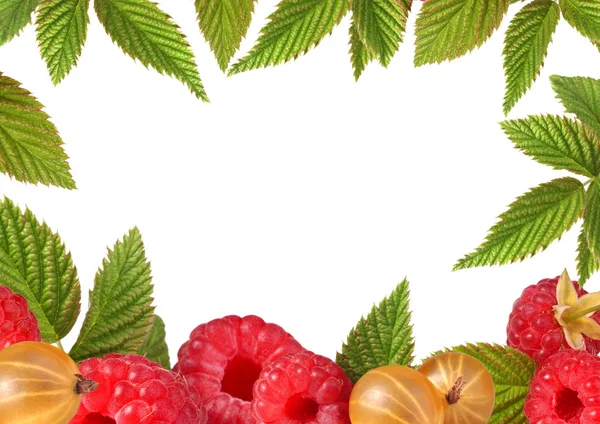 鹅莓和 raspberr 的框架 — 图库照片