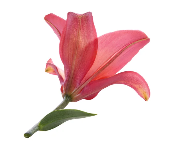 Red lily — Stock Photo, Image