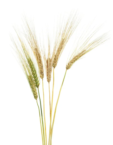 Ripe wheat on white background — Stock Photo, Image