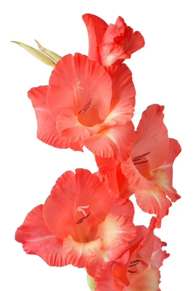 Röd gladiolus på vit bakgrund — Stockfoto