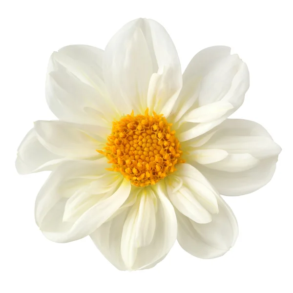 Beyaz zemin üzerine dahlia çiçeği — Stok fotoğraf