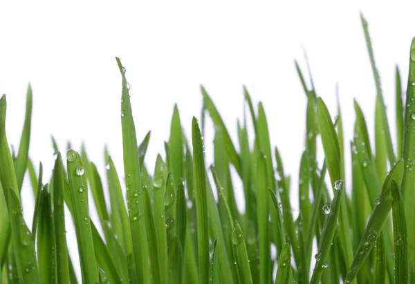 Trawa z dużą rosy krople — Zdjęcie stockowe