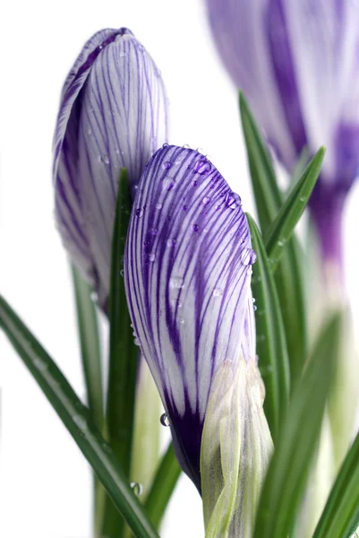 Frühlingsblumen Krokus auf weißem Hintergrund — Stockfoto