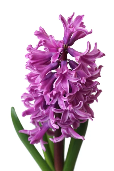 Roze hyacint op witte achtergrond — Stockfoto