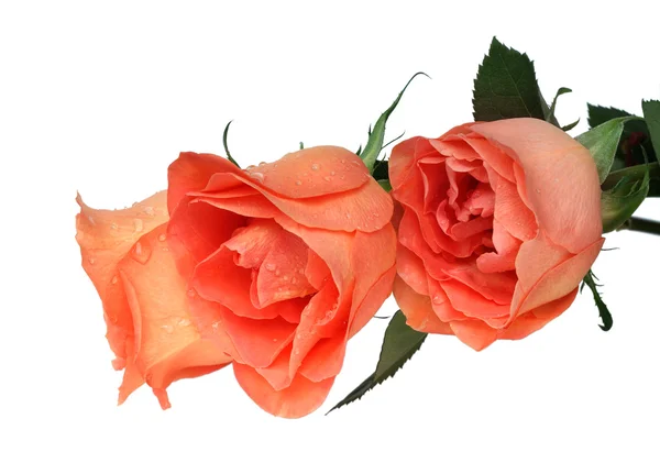 Peach roses — Stock Photo, Image