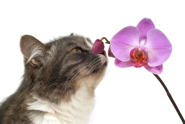 Kedi ve pembe orkide — Stok fotoğraf