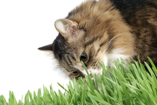 Chat dans l'herbe — Photo