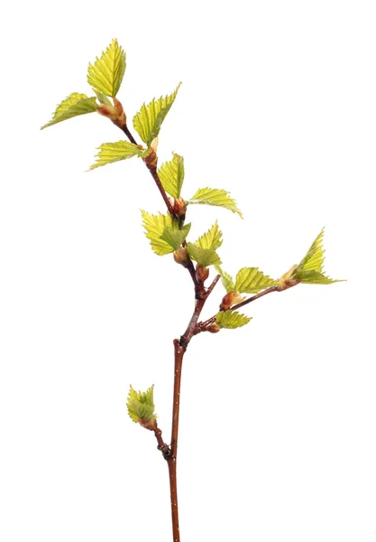 자작나무의 잎 — 스톡 사진