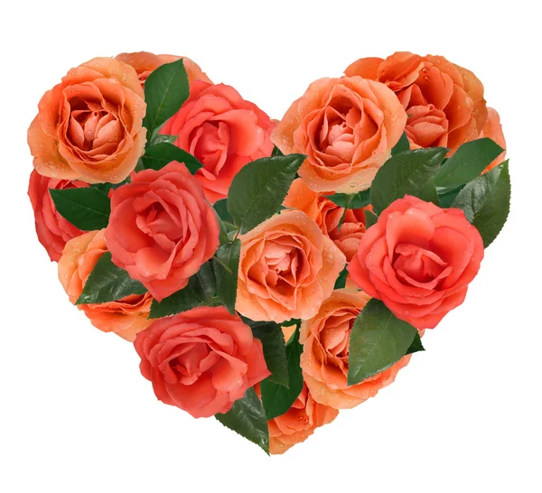 Coração de rosas no fundo branco — Fotografia de Stock