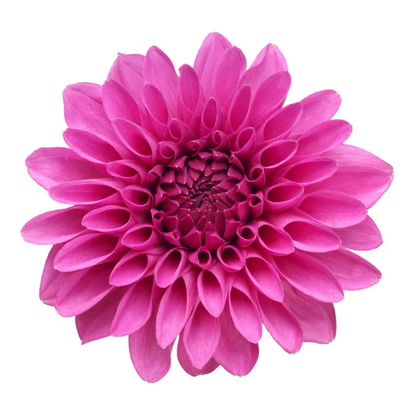 Blume der Dahlie auf weißem Hintergrund Stockbild
