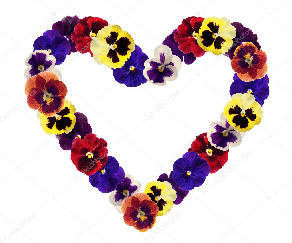 Heart from pansy on white background