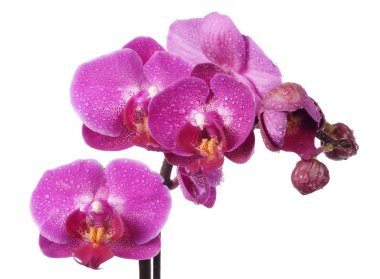 Pink orchid clipart