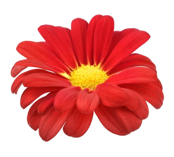 Červená chrysanthemum na bílém pozadí — Stock fotografie