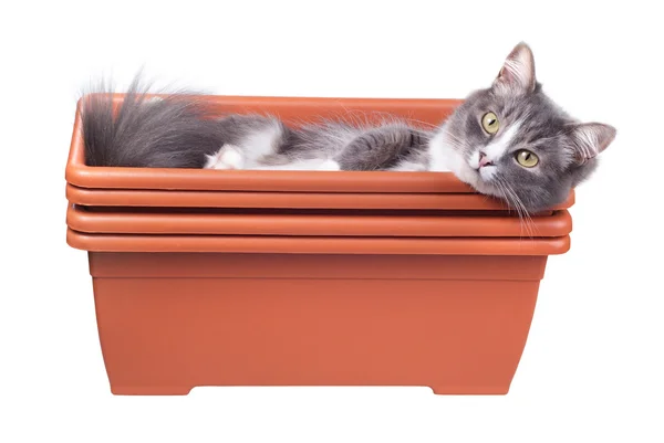 Cat in flowerpot on white background — Stock Photo, Image