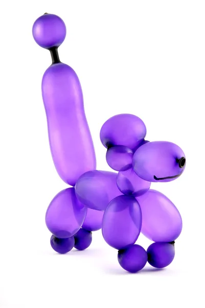 Ballon kutya Stock Kép