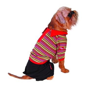 Dog in shirt and shorts clipart