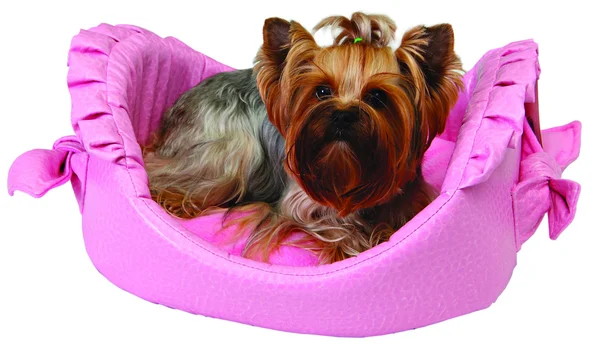 Cão na cama rosa — Fotografia de Stock