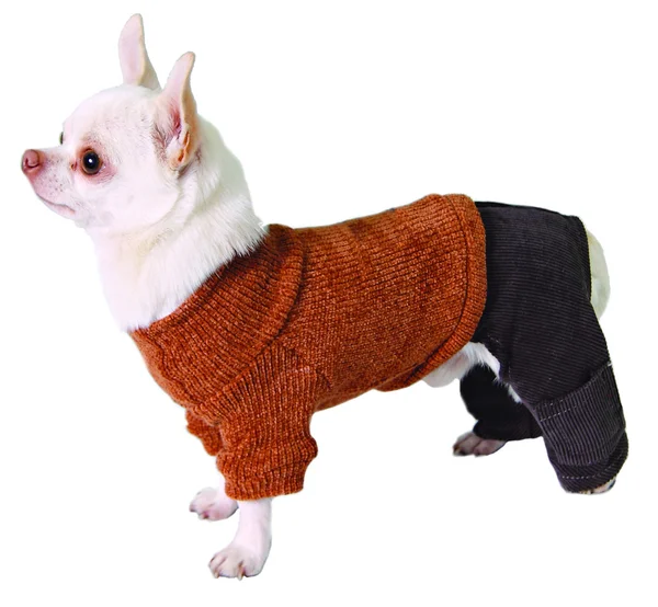 Собака в штанах и свитере — стоковое фото