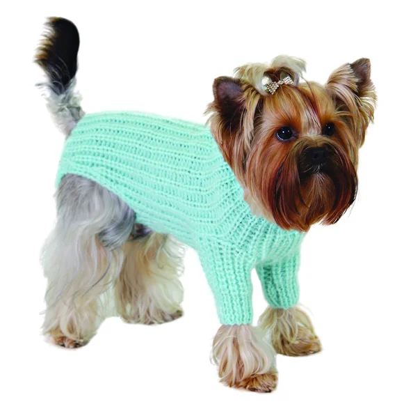 Cane in maglione — Foto Stock